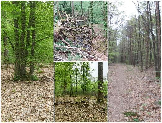 Forêt de l’Argonne